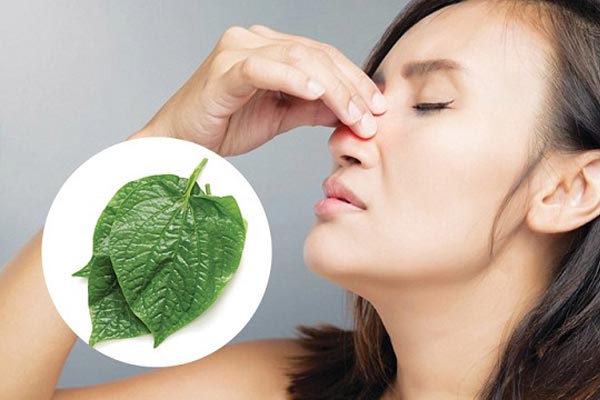 Lá lốt trị viêm mũi dị ứng