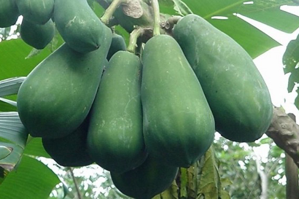 Cách trị mụn cóc bằng mủ đu đủ xanh