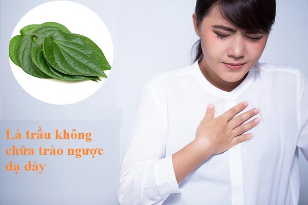 lá trầu không chữa trào ngược dạ dày