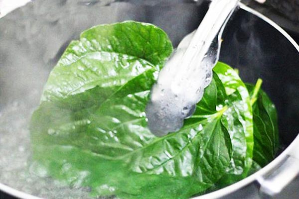 nước lá trầu không chữa trào ngược dạ dày