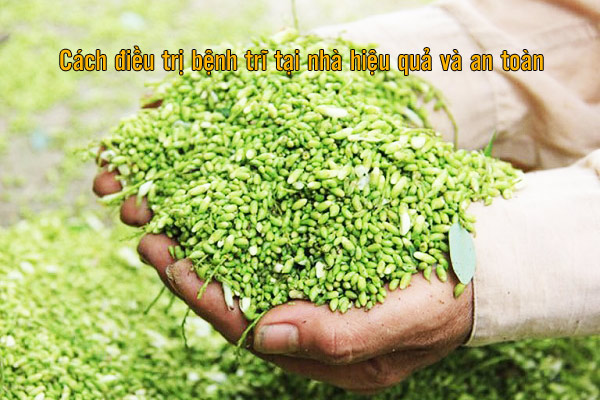 cách điều trị bệnh trĩ bằng hoa hòe