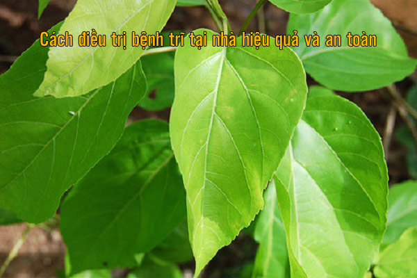 cách điều trị bệnh trĩ tại nhà