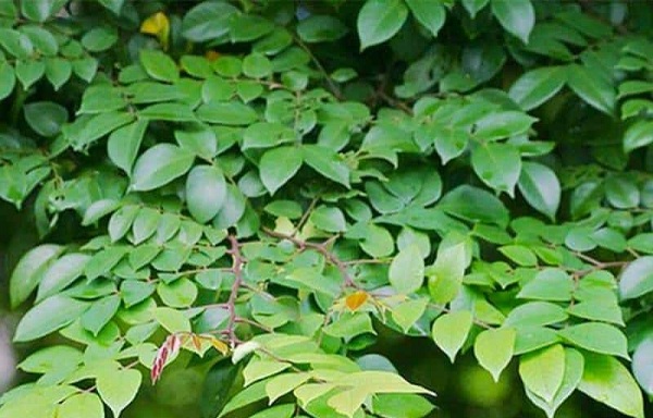 Cách trị ngứa tay chân