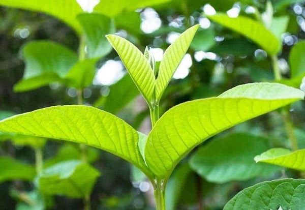 Chữa tiêu chảy bằng búp ổi non