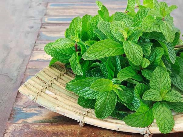 Dùng lá bạc hà làm dịu tình trạng da