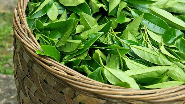 Tắm nước lá chè xanh
