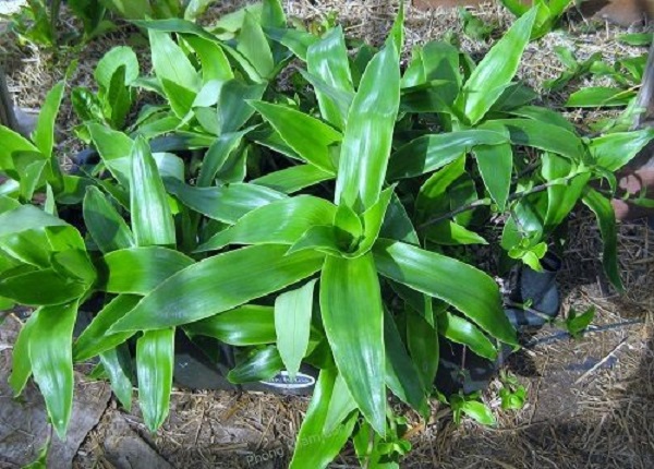 cây lược vàng