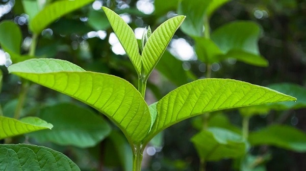 Cách khắc phục tình trạng nổi mẩn đỏ