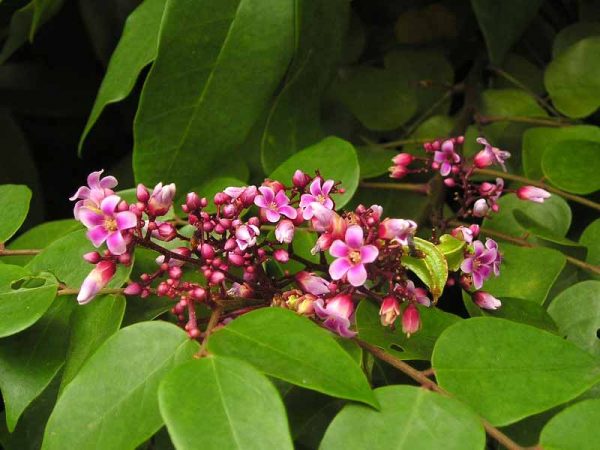Sử dụng lá khế