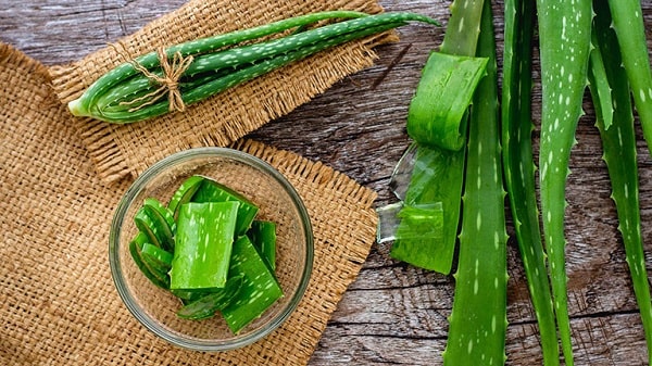 Sử dụng nha đam