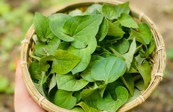 Ăn sống rau diếp cá