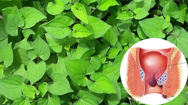 rau diếp cá trị bệnh trĩ