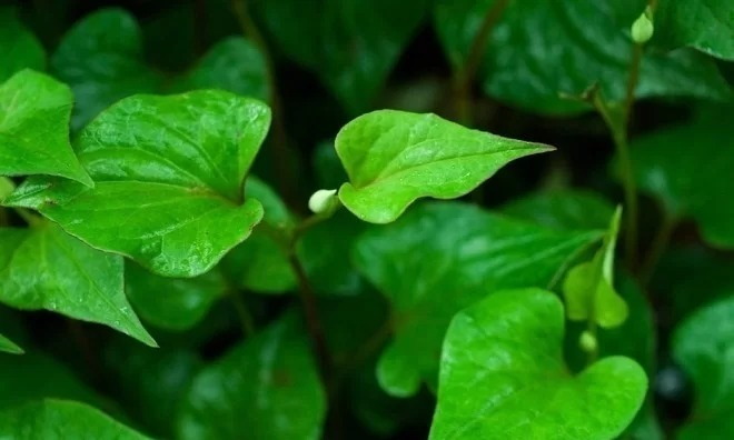 Sử dụng rau diếp cá để đánh bay mụn đá