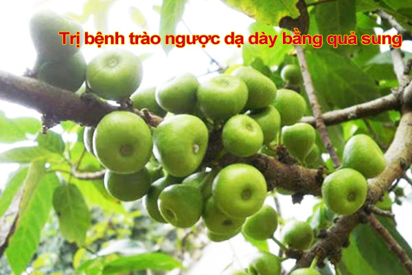 Trị trào ngược dạ dày bằng quả sung
