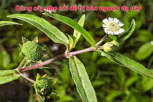 cách trị trào ngược dạ dày bằng phương pháp dân gian