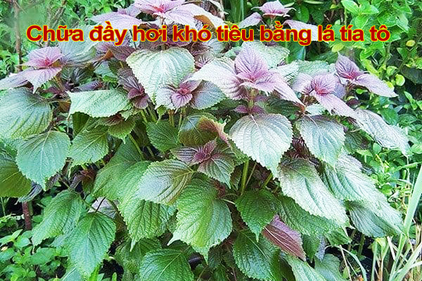 Chữa đầy hơi khó tiêu bằng lá tía tô