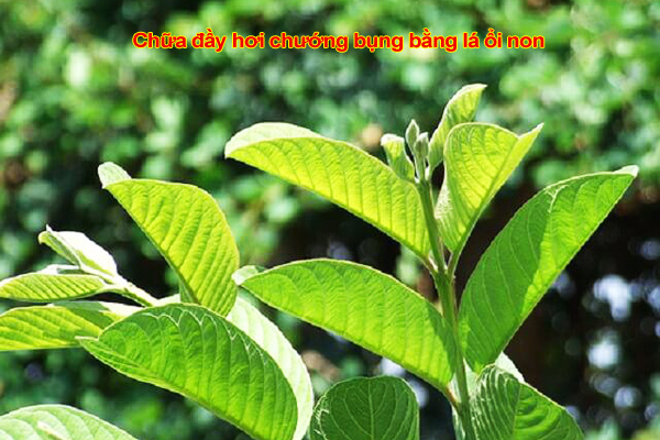 Chữa đầy hơi chướng bụng bằng lá ổi non