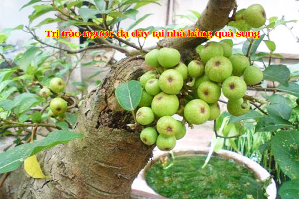 Bạn có thể sử dụng quả sung tươi hoặc khô đều có công dụng tương tự.