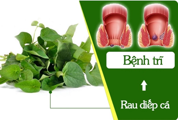 rau diếp cá có thể chữa được bệnh trĩ?